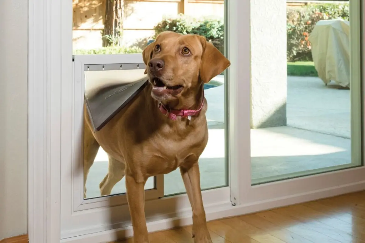 In-glass pet door