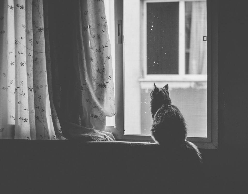 cat, pet, window