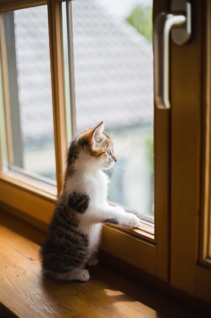 Happy cat enjoying new sliding glass doors installed by Windows4u in Concord